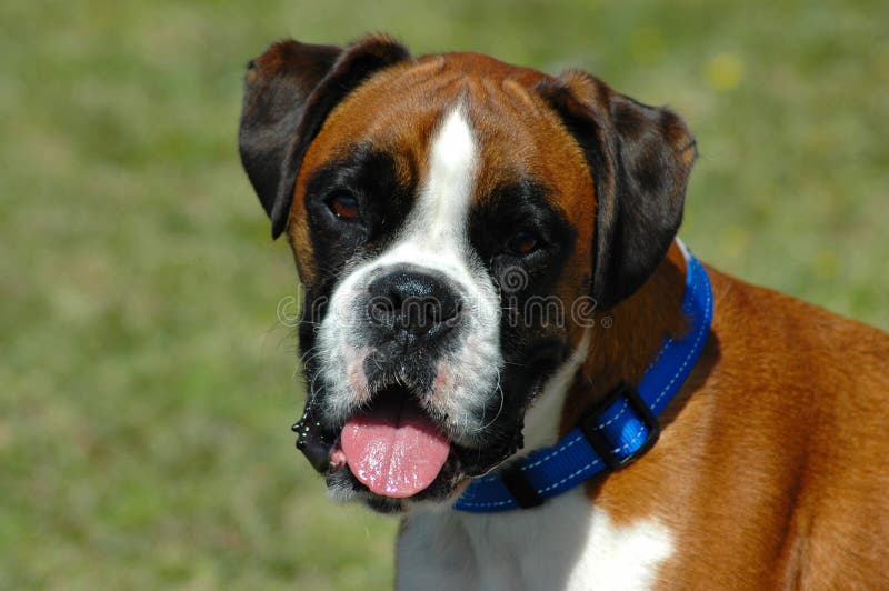 Hermoso el perro cabeza retrato lindo expresión en agotador azul un seguimiento próximo en afuera.