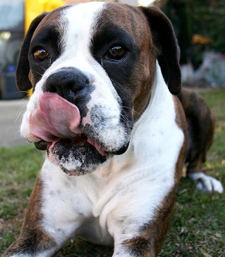 Why Do Boxer Dogs Lick So Much
