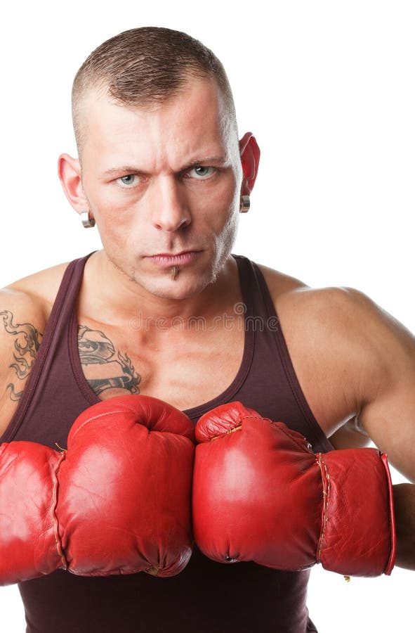 Boxer lizenzfreie stockfotografie Boxer lizenzfreie stockfotografie
