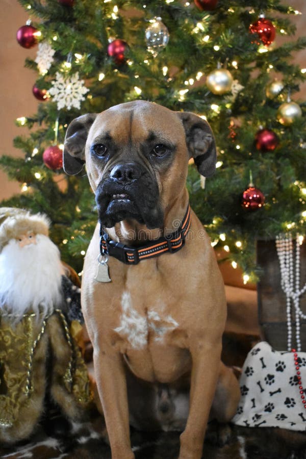 Boxer Breed Dog Christmas Portrait Stock Photo Image of costume
