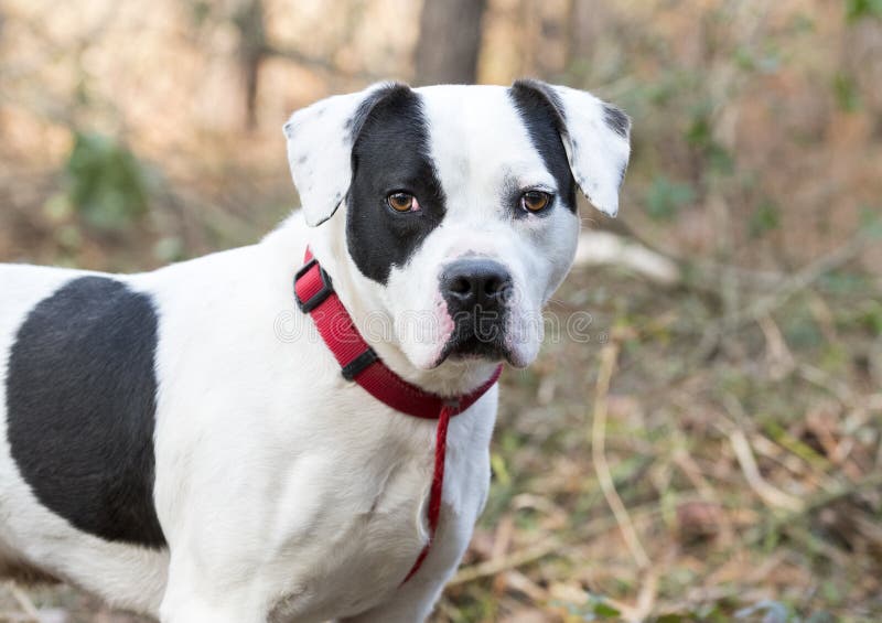 boxer dog white and black