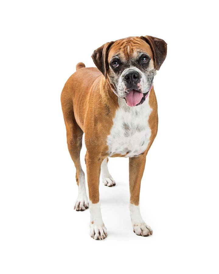 Boxer Crossbreed Dog Standing Over White Stock Image Image of animal