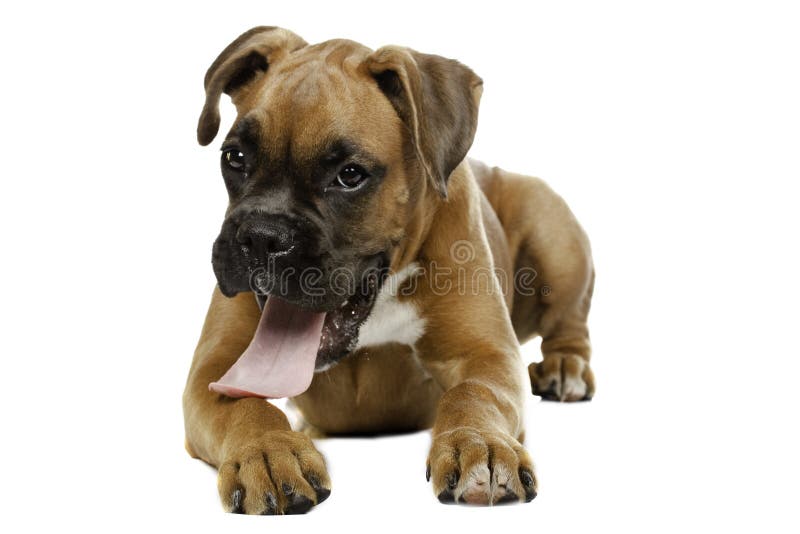 Boxer dog