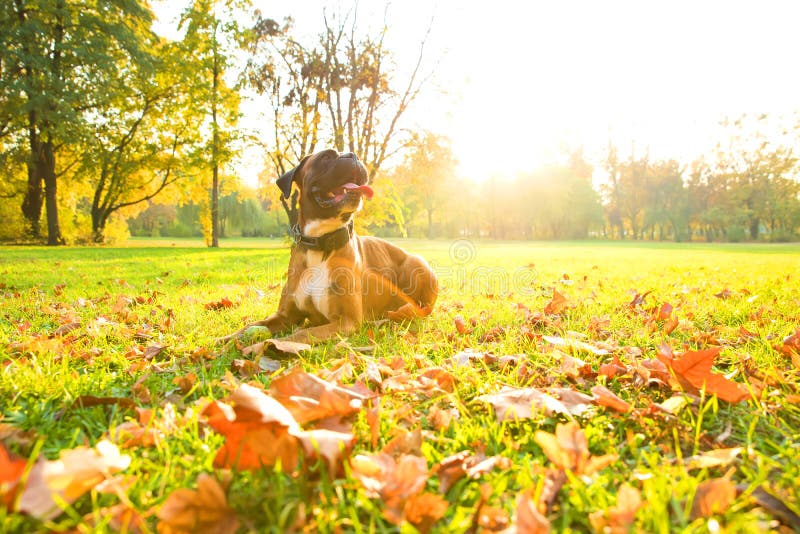 Boxer Dog in the Autumn Forest Stock Photo Image of nature, canine