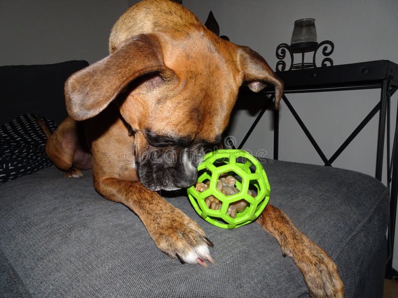 444 Boxer Dog Ball Stock Photos Free & RoyaltyFree Stock Photos from