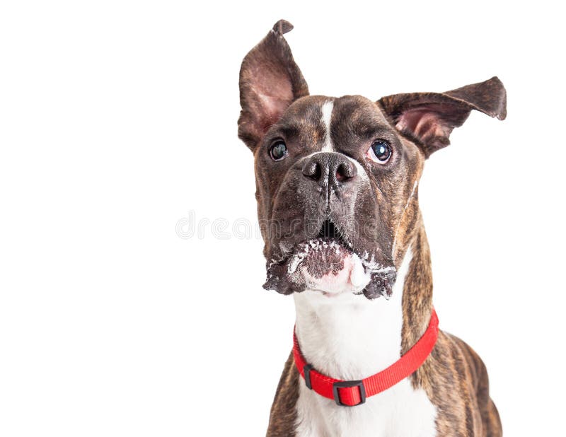 Boxer Dog Barking Ears Flying Stock Photo Image of barking, shot
