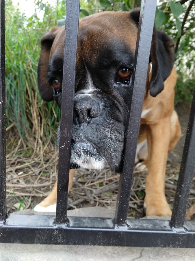 Boxer Dog Behind The Fence. Slovakia Stock Photo Image of cute, beauty 175164090