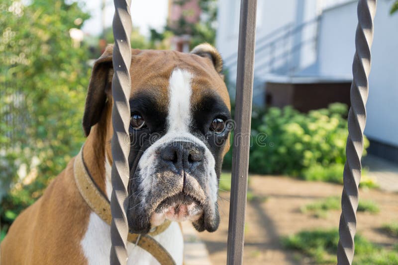 Boxer pes za plotem. Slovensko