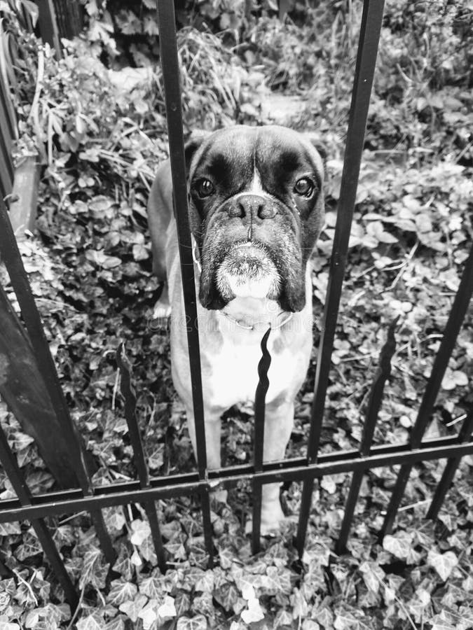 Boxer Dog Behind The Fence. Slovakia Stock Photo Image of fresh, funny 175163760