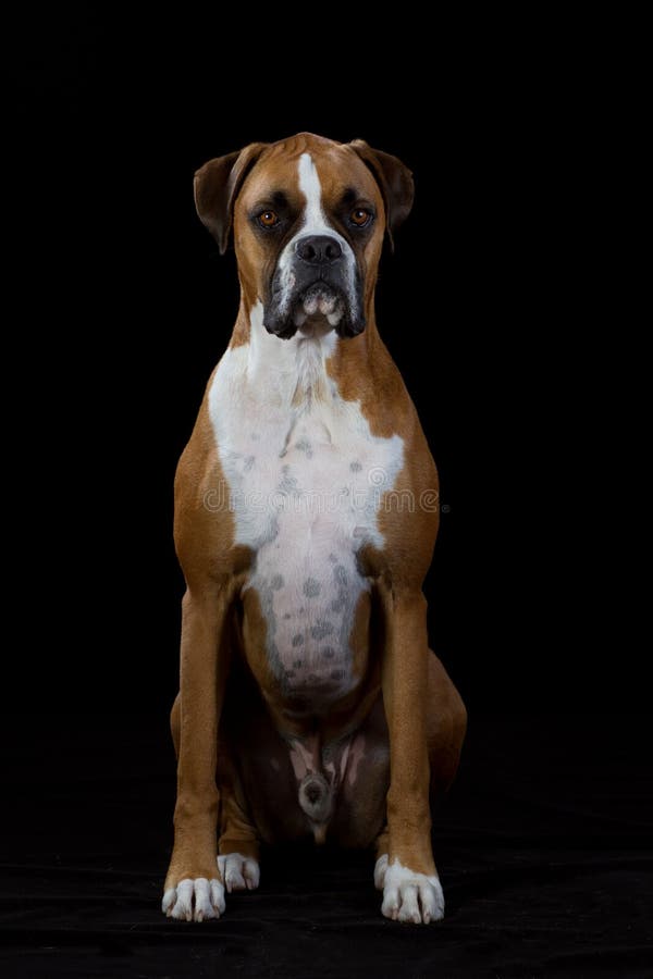 Boxer Dog on Black