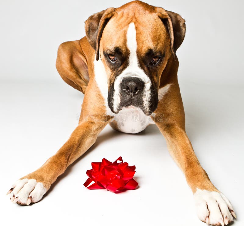 Boxer dog with a bow stock image. Image of fawn, laying 18897927