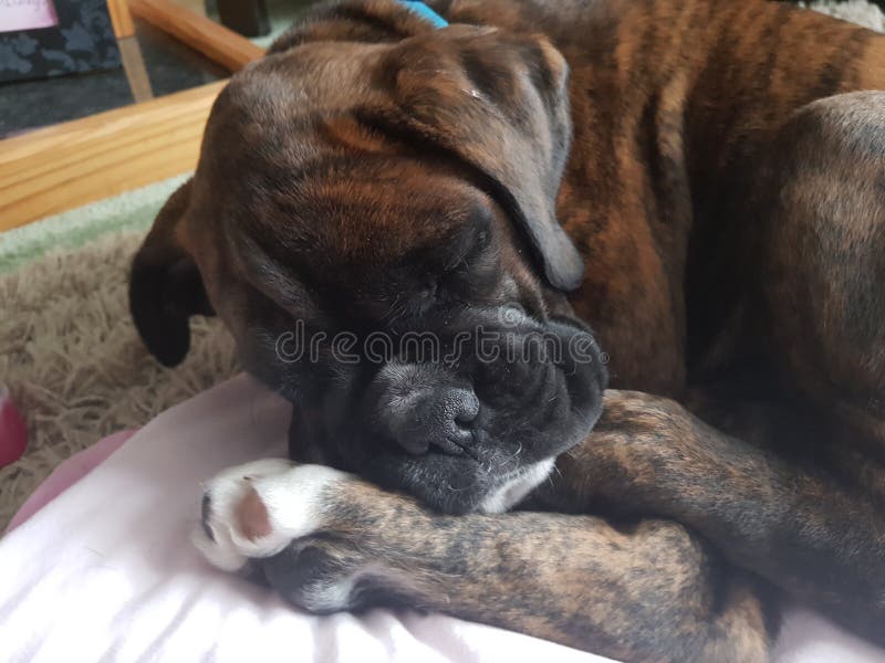 Boxer Dog Brown and White Lovely Happy Stock Image Image of white
