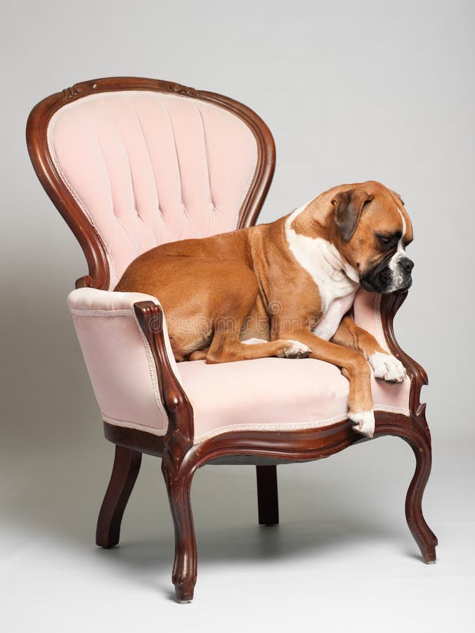Boxer Puppy Dog Sleeping in Leather Chair Home Business Office Sign 