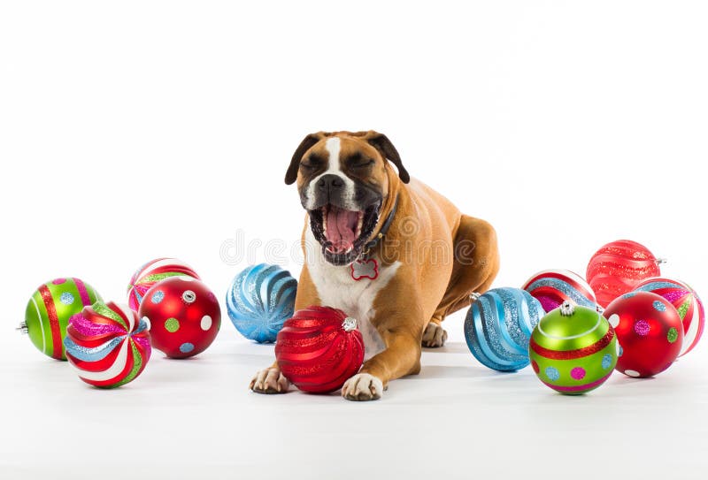 Boxer Dog with Christmas Ornaments