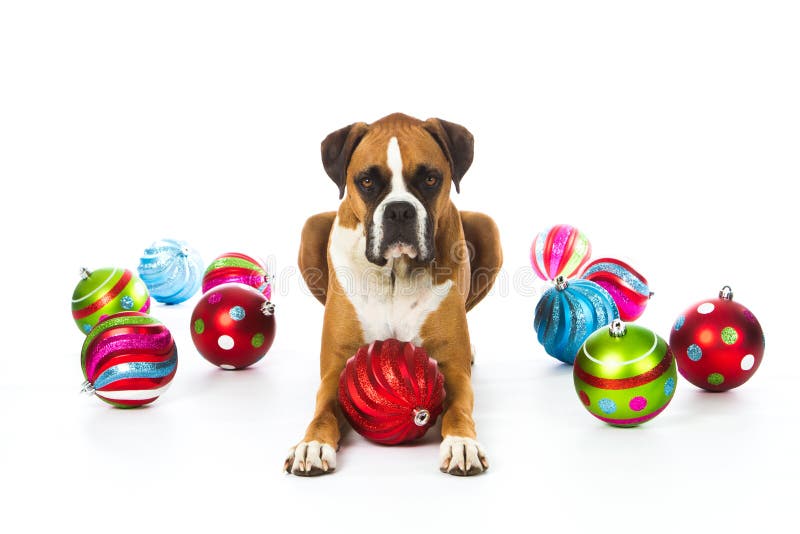 Boxer Dog with Christmas Ornaments