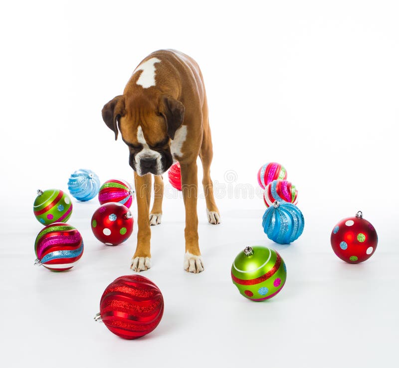 Boxer Dog with Christmas Ornaments