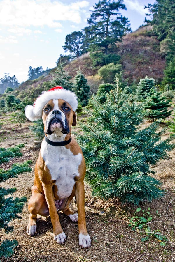 Boxer Dog at Christmas Tree Farm