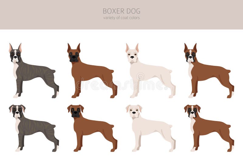 boxer dog coat type