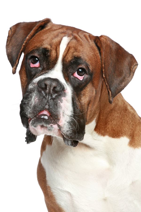 Boxer Dog Close-up Portrait Stock Photo - Image of young, portrait ...