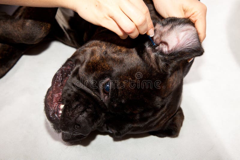 Boxer dog teeth cleaning stock image. Image of canine 17115563