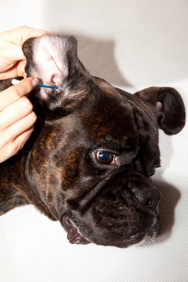 Boxer dog ears cleaning