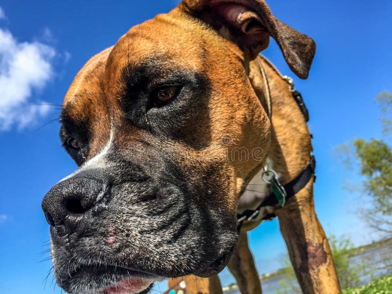 Boxer Dog Face Has Water Coming Out Stock Photo Image of hole, effort 76212622