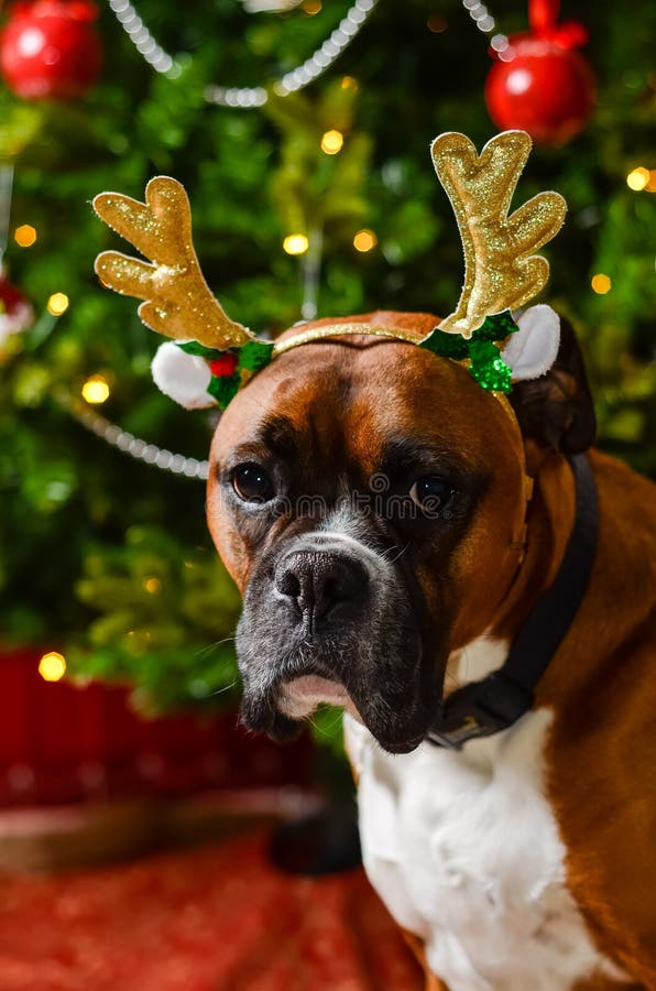 Boxer dog in front of Christmas tree