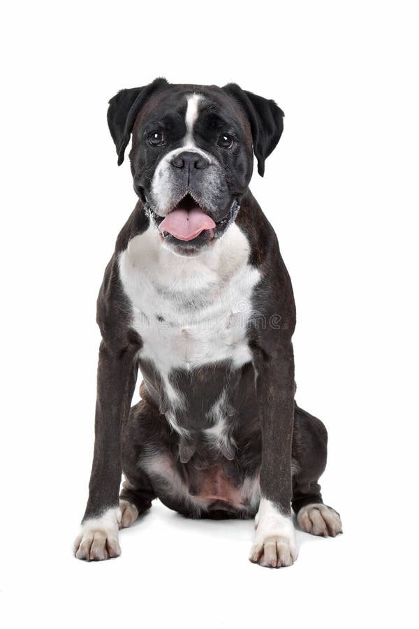 Boxer Dog In Front Of A White Background Stock Image - Image of shot ...