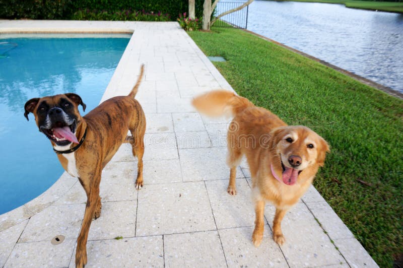 Boxer Dog And Golden Retriever Play In Yard Stock Image ...