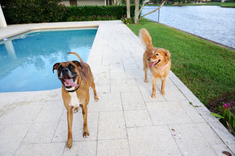 Boxer Dog And Golden Retriever Play In Yard Stock Photo ...