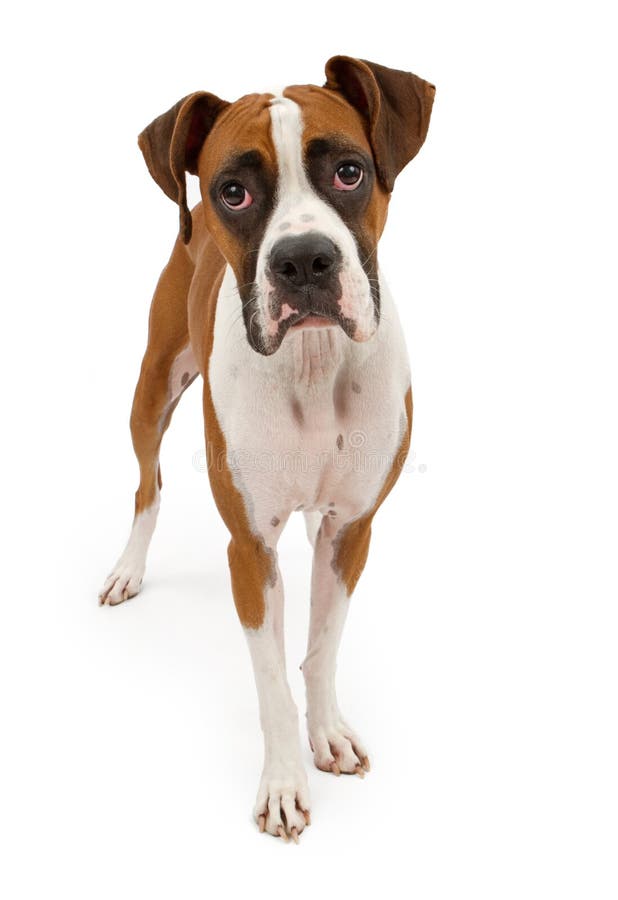 Boxer Dog Isolated on White