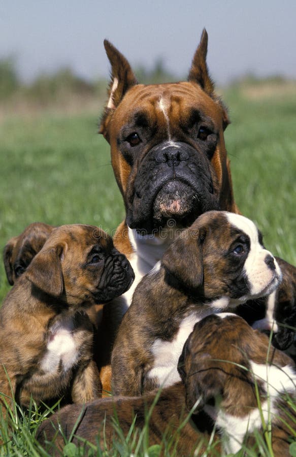 boxer dog old boxer dog old