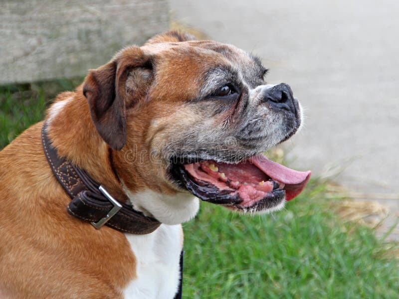 Boxer Dog With Teeth Out stock photo. Image of female 17900588