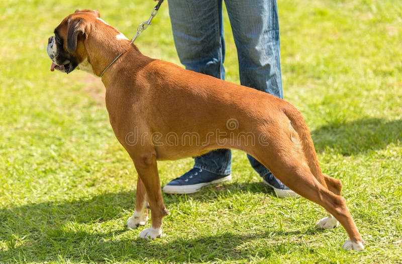 Boxer dog in the park stock image. Image of grass, leash 115782267