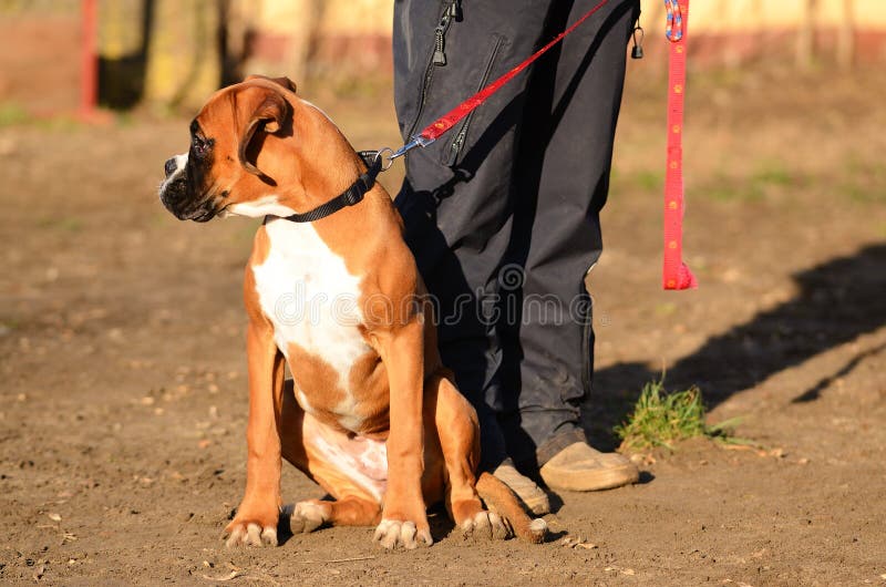 Weight Pull Training for a Boxer 2 Stock Photo Image of expression
