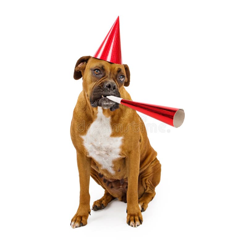 Boxer Dog Party Hat and Horn royalty free stock photo Boxer Dog Party Hat and Horn royalty free stock photo
