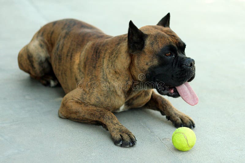 Boxer Dog Playing with Ball Stock Image Image of ready, pooch 863155