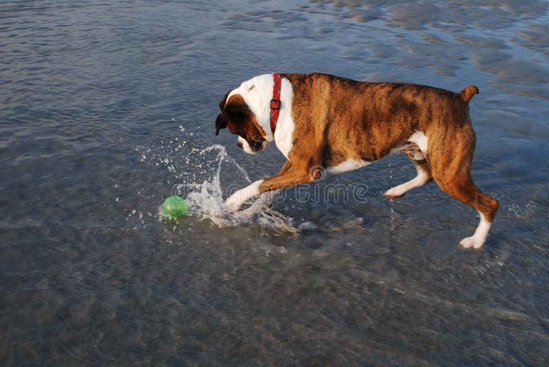 Boxer Dog Playing With Ball In Water Stock Image Image 25147045