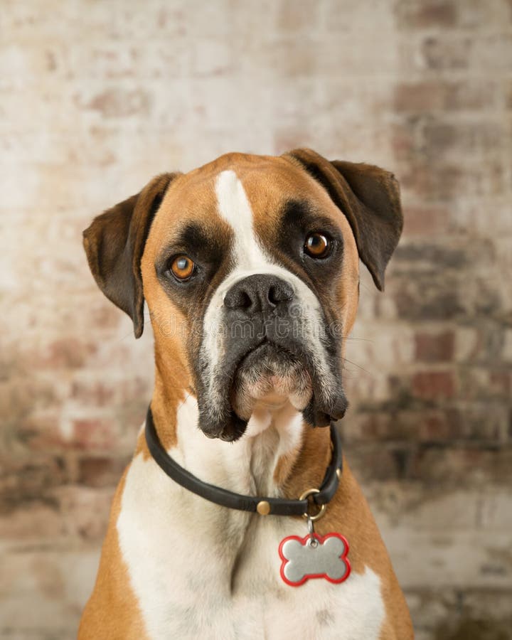 Boxer dog in Bow tie stock photo. Image of head, portrait 18897982