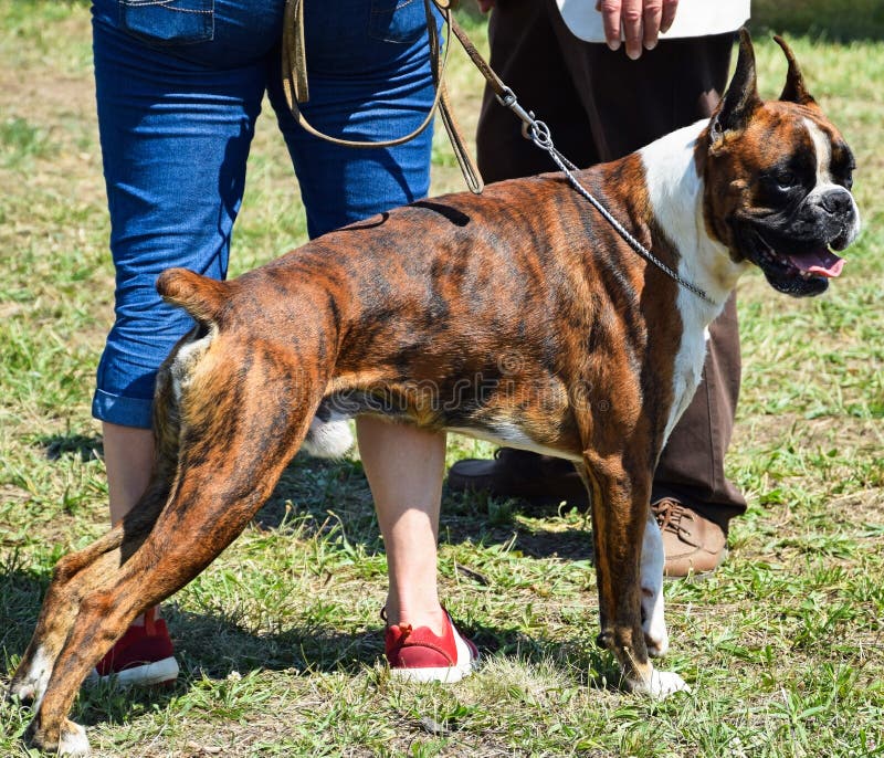 313 Dog Show Boxer Stock Photos Free & RoyaltyFree Stock Photos from
