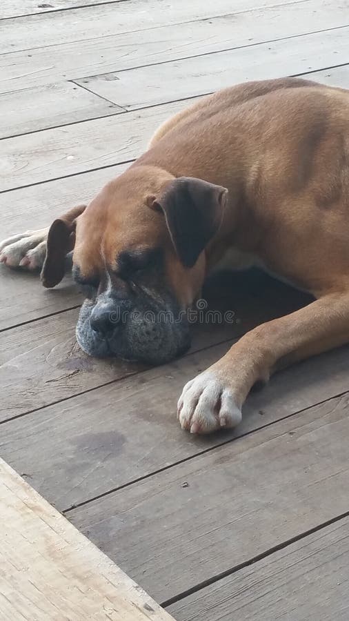 Sleeping Boxer Dog Stock Photos Download 309 Royalty Free Photos