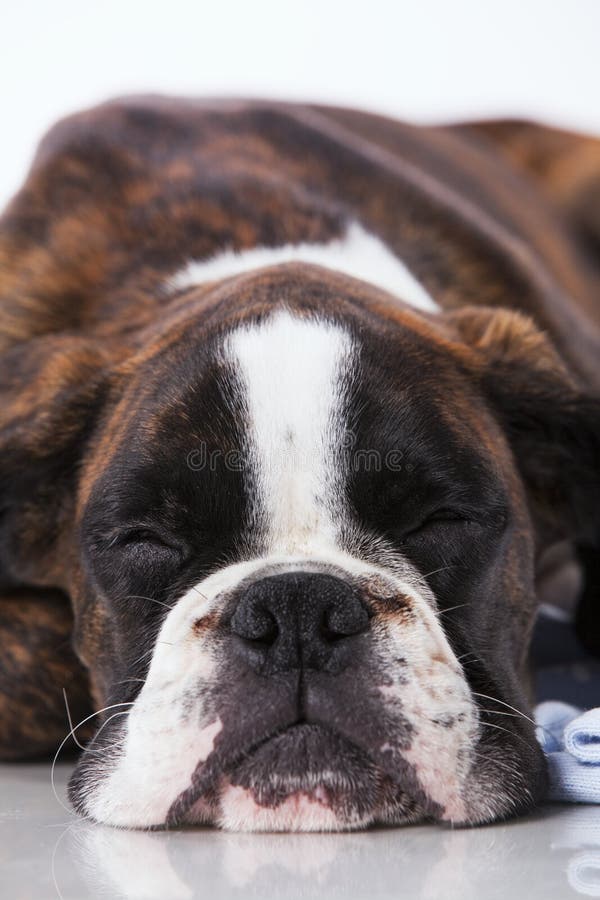 Sleeping Boxer Dog Stock Photos Download 309 Royalty Free Photos