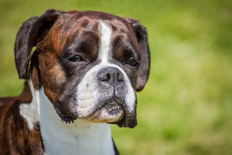Boxer Dog stock image. Image of head, outdoors, friendly 51241101