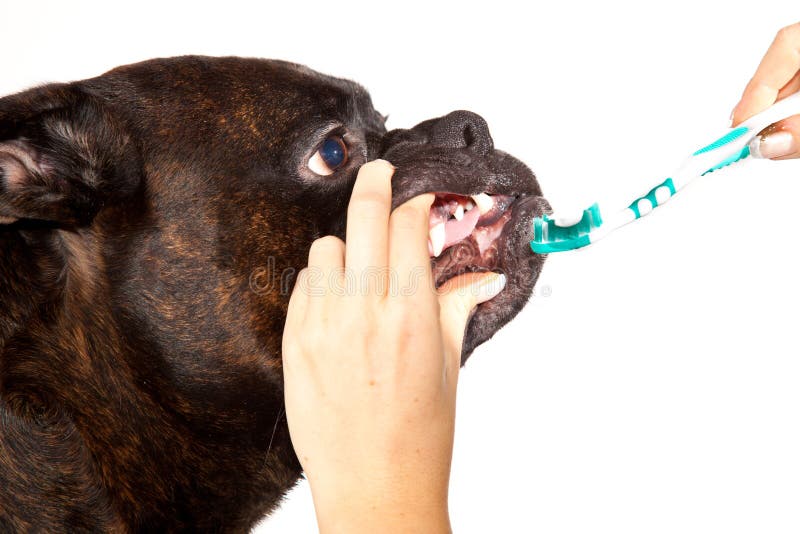 Boxer dog teeth cleaning