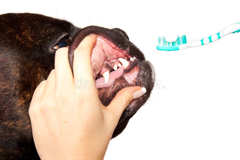 Boxer dog teeth cleaning