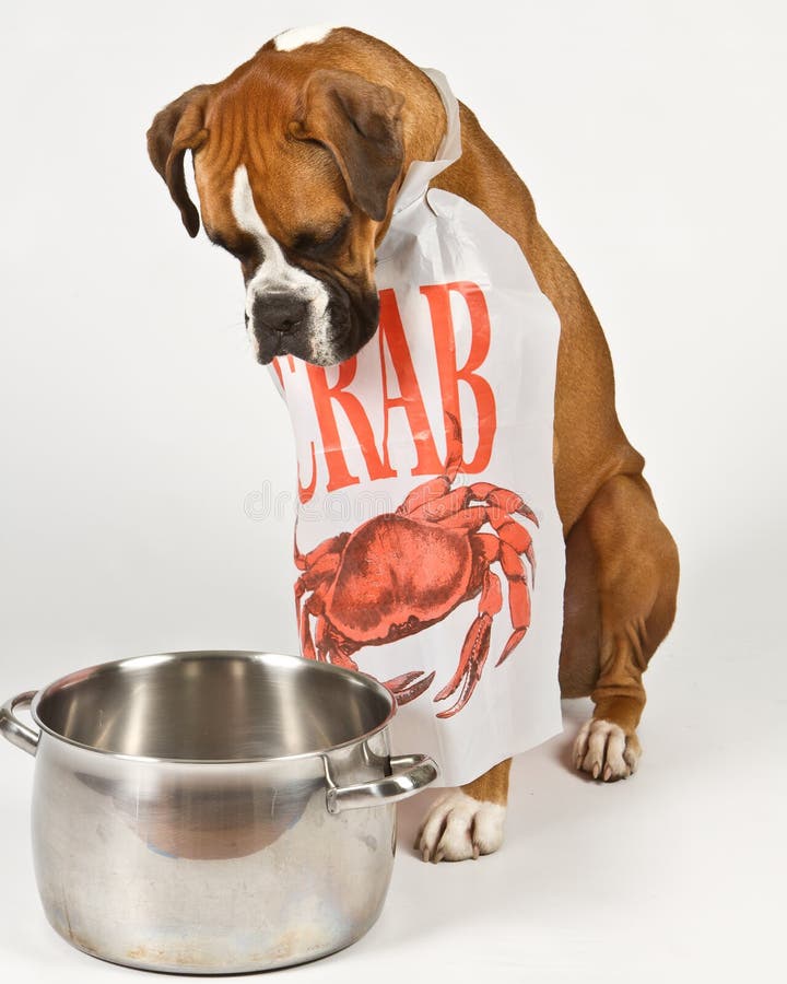 Boxer dog wearing Crab bib