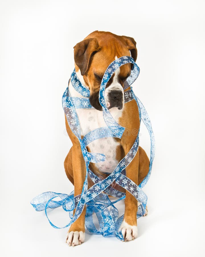 Boxer dog wrapped in blue ribbon stock images Boxer dog wrapped in blue ribbon stock images