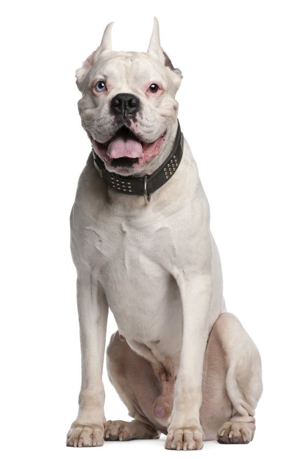 Boxer with Ears Cut, 1 Year Old, Sitting Stock Image - Image of open ...