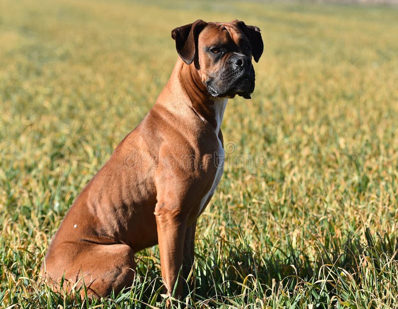 Boxer in the green field stock photo. Image of animal 139327036