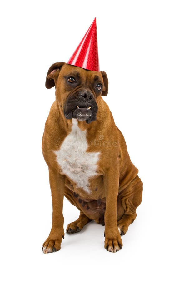 Boxer-Hund, der einen Geburtstaghut trägt stockbild Boxer-Hund, der einen Geburtstaghut trägt stockbild
